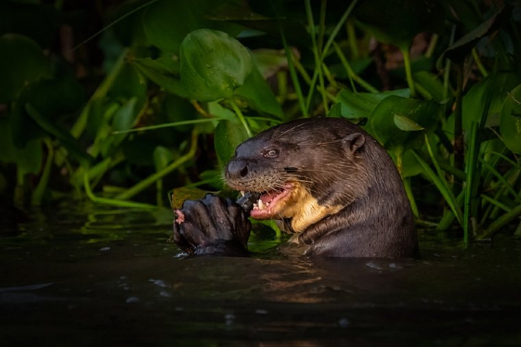 015 Noord Pantanal, reuzenotter.jpg